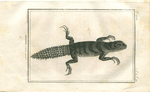 1802 Lizard Antique Print, Buffon, Stellion courte-queue