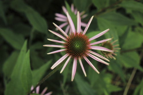 gardenmuse: Early July brings lots of color to the woodland meadow garden.  There has been an e