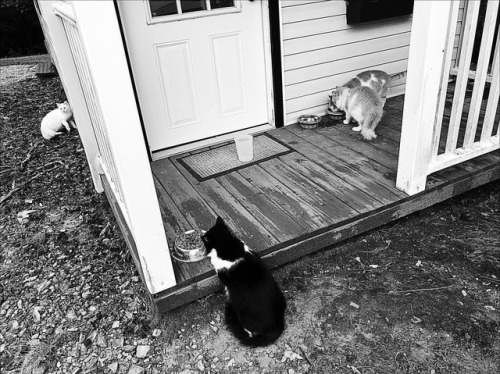 <p>People. Hold up. This is huge. Buster is EATING ON THE SAME PORCH AS GRETCHEN! Ok, they are hissing at each other between each bite. But this is a major development. Brb, I’m headed to work out some stuff in the Middle East cause clearly I got skills. #catland #dramabegone #bkeats #gretchen #leontyne #gretsch  (at Fiddlestar)<br/>
<a href="https://www.instagram.com/p/BpAIosTF1Dj/?utm_source=ig_tumblr_share&igshid=105vv304nufsn">https://www.instagram.com/p/BpAIosTF1Dj/?utm_source=ig_tumblr_share&igshid=105vv304nufsn</a></p>