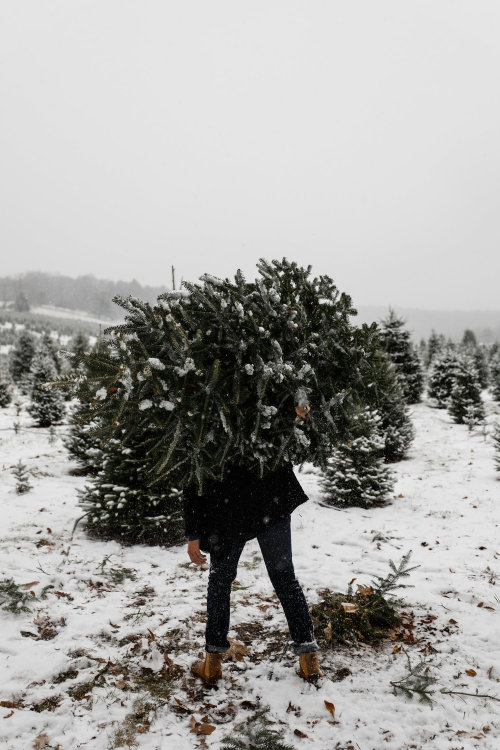 folklifestyle:My guide to cutting the perfect Christmas tree. #christmas #americana #nature