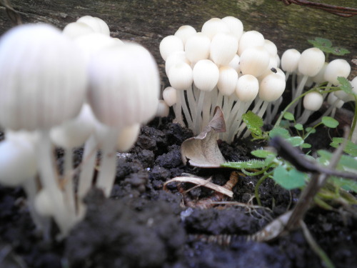 thesleepingfawn:the mushrooms came back!everything is so green and the yard smells so cleanthe grass