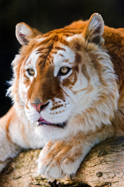 r2–d2:  Attentive Golden Tiger by (Tambako