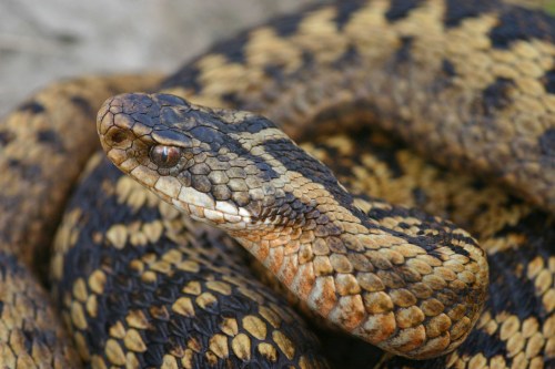 Vipera Berus