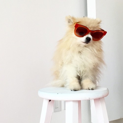 evachen212:Someone was acting a little too cool for school at our #luckyshops shoot today… (C