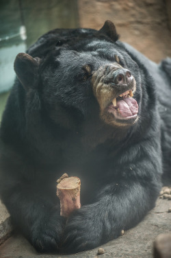 theanimaleffect:  Oklahoma City Zoo 12.19.13