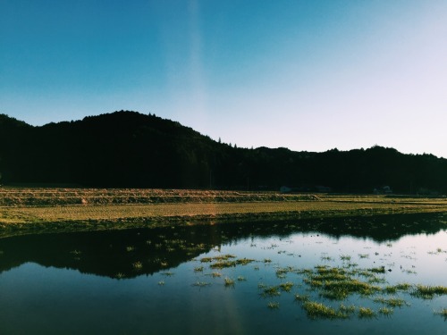 The rice fields are soaking and all the green is coming back!