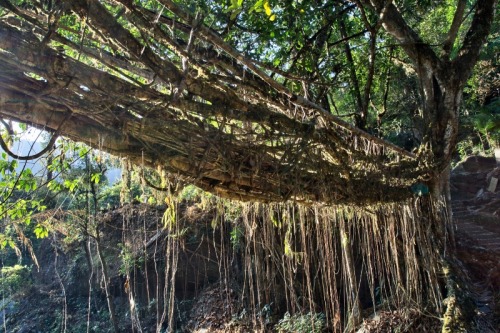 sixpenceee:  Villagers in Meghalaya, India weave the roots of the rubber fig tree to create extraordinary living root bridges to cross rivers. Using the roots of the Ficus elastica tree (rubber fig tree), the residents have woven an elaborate system of