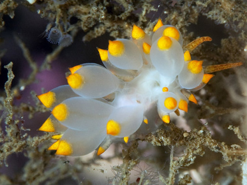 wtxch: Eubranchus farrani by  Jim Anderson