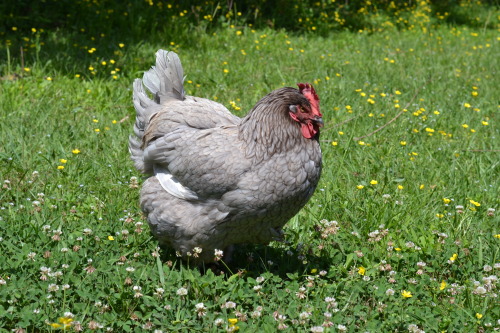 Hatched August 2013, Blue is the oldest chicken I have left. She’s not the friendliest chicken, but 