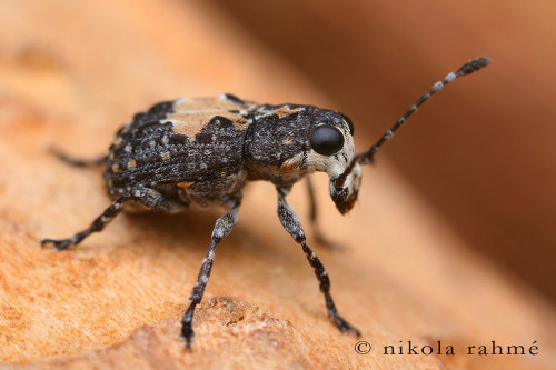 Fungus weevil, Gonotropis gibbosa, AnthribidaePhotos by Nikola Rahmé // Instagram - Shared with perm