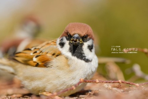 tokyo-sparrows:‪たくさんたべて、たくさん寝よーね‬ . #キミに出会えて僕に出会えた #私を見つける #スズメ写真集 『あした、どこかで。３』好評発売中 詳しくは→http: