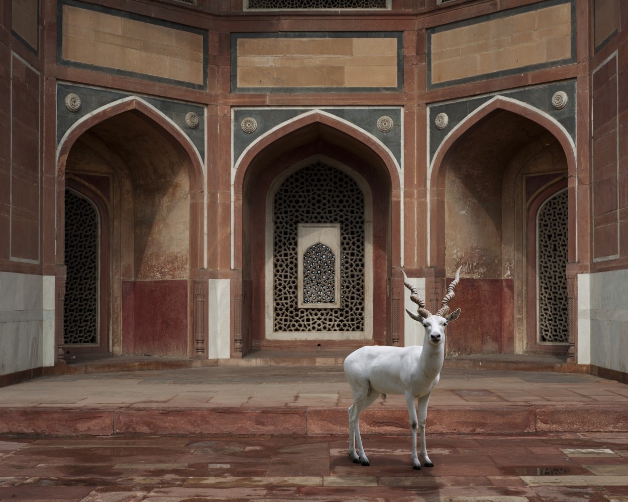 cerceos:    Karen Knorr - India Song