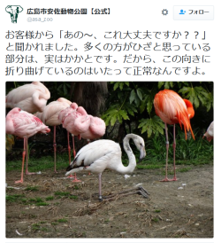 highlandvalley:  広島市安佐動物公園【公式】さんはTwitterを使っています: “お客様から「あの～、これ大丈夫ですか？？」と聞かれました。多くの方がひざと思っている部分は、実はかかとです。だから、この向きに折り曲げているのはいたって正常なんですよ。