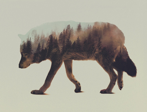 escapekit: Double Exposure Animal PortraitsNorwegian artist Andreas Lie creates beautiful doubl