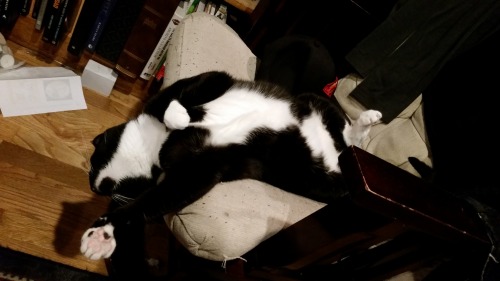 thewightknight:Yes she was sleeping like this.  The soft belly is a trap.