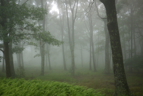 90377: Sams Point in the Fog by WhatsAllThisThen