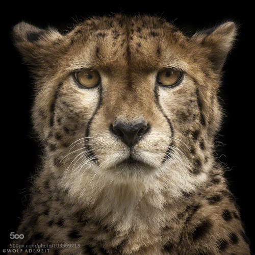 chepe1928: cheetah portrait by WolfAdemeit Always forward