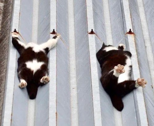 cuteanimals-only:melting cats