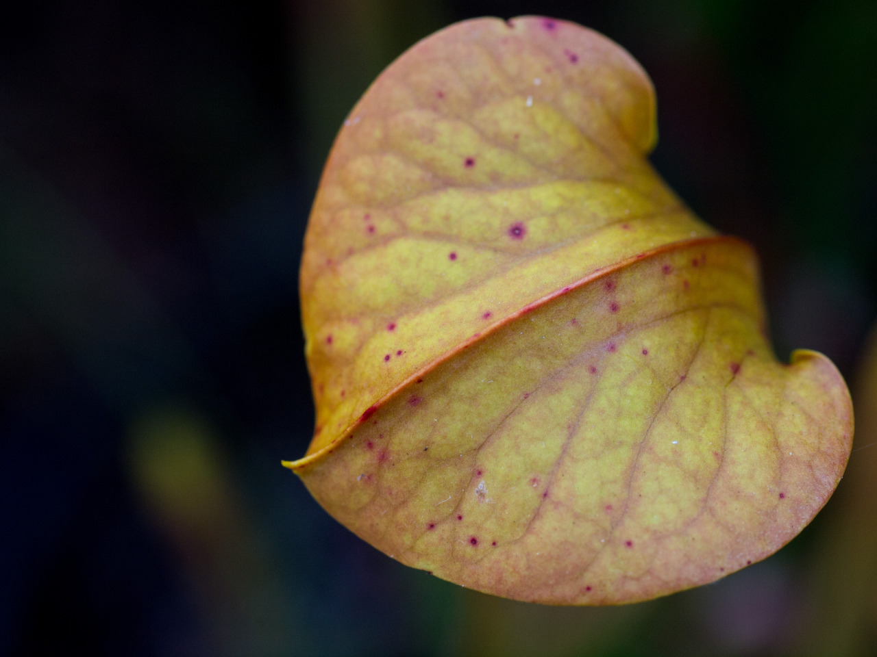 wire-man:  Fall pitchers on my Sarracenia.  Top to bottom: -S. alata Tyler County,