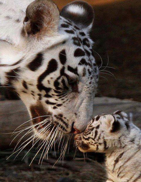 brutalgeneration:  Tumblr on We Heart It - http://weheartit.com/entry/64357239/ 