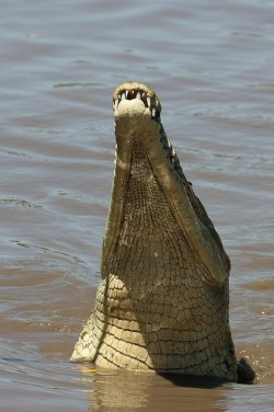 juankzg:  American Crocodile - Crocodylus acutus - Parque Nacional Palo Verde, Guanacaste, Costa Rica - February 26, 2010 by mango verde on Flickr. 