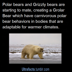 catchaglimpseofalleble:  ultrafacts:  Source (Want more facts? Click HERE to follow)  They’re called Pizzly bears.