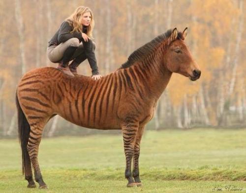 all-the-horses: Stormy Zorse, Mare Born 1997