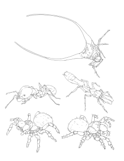 extra-vertebrae:  Some studies from today (and last week)! An ant, ant-mimic, and some spiders (mouse and long-horned orb spider respectively). Eye-placement on the mouse spiders is inconsistent because the photos I had were… unclear on where the eyes