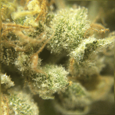 weeditaly:  3D bud