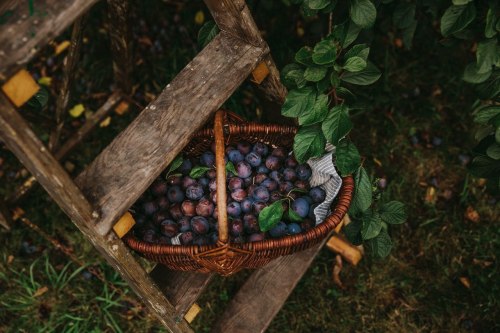 plum tree