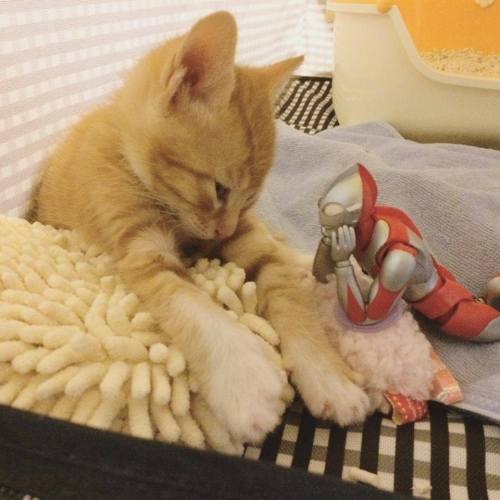 catsbeaversandducks:  When Ultraman isn’t fighting bad guys, he’s also got a softer side, willing to stand guard over some of the littlest, furriest ones on the planet and protect them as they grow up. Photos by 紙魚丸 - via Love Meow 