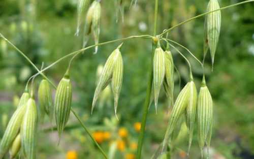 dryadpharmacy:  Avena sativa,  the oat, sometimes called the common oat,  Avena Fructus, Avena byzan