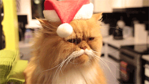 these-times-shall-pass:  baby animal posts daily