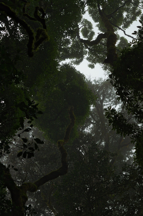 ominousraincloud: Treetop Morning | By Steven Dorman