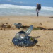 anomalysquiggles:How i captured this, i dont know. What i do know is im somewhat