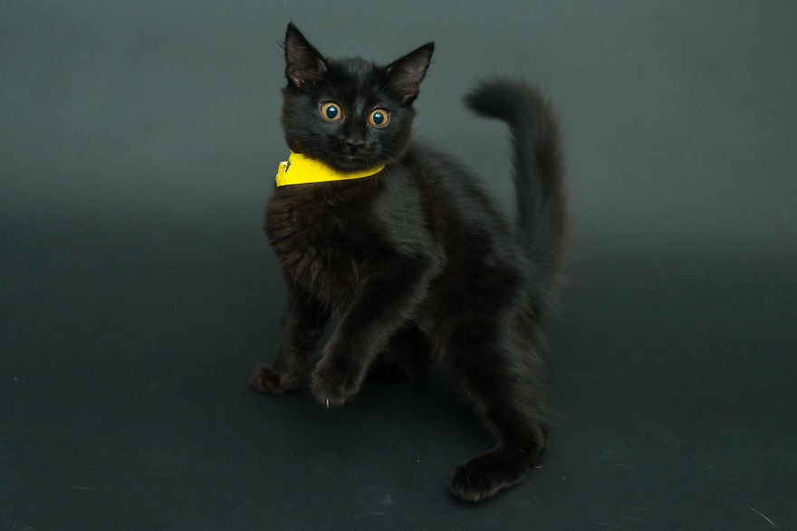 ghostcat3000:  boredpanda:    I Photograph Black Shelter Cats Because They’re The