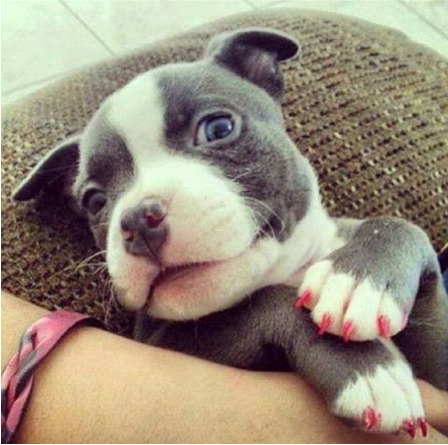 buzzfeed:  Here are all the dogs competing for best pitbull on Instagram.