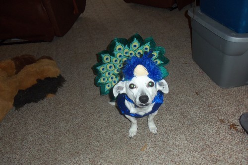  Molly the beautiful Peacock &lt;3   Isn&rsquo;t she pwetty?   And Mack