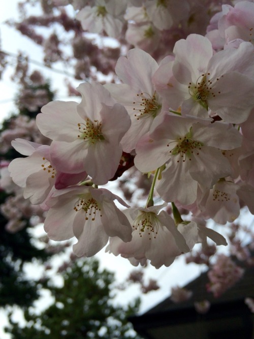 XXX cometpng:  It’s cherry blossom season again photo
