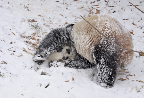 s4lvage:  National Zoo giant panda enjoys area’s first snow by Smithsonian’s National  Zoo