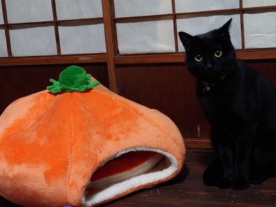 straycatj:皆しゃん　こふの　はろうぃんまじっくの　おじかんでちHey hey everyone, it’s Kofu’s Halloween Magic time!じゃあ…かぼちゃさんにのるでち？Ok…Kofu am going to sit on the pumpkin…3.2.1…Ｊせんせが出てきたでちー！せいこうでち！Wow!