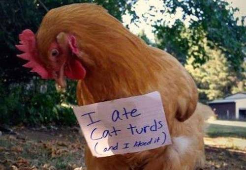 taraljc: radioactivepeasant: a-radioactive-platypus: a-night-in-wonderland: Chicken Shaming @bridesh