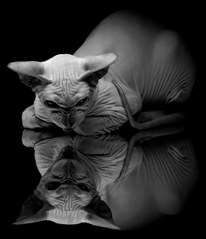 50shades-wca:  black-white-madness:  Madness:  I love this pretty Sphynx cat   a¢™