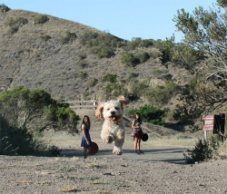 culturenlifestyle:    Perfectly Timed Photos That Make Dogs Look Like Giants  h/t: thedodo 