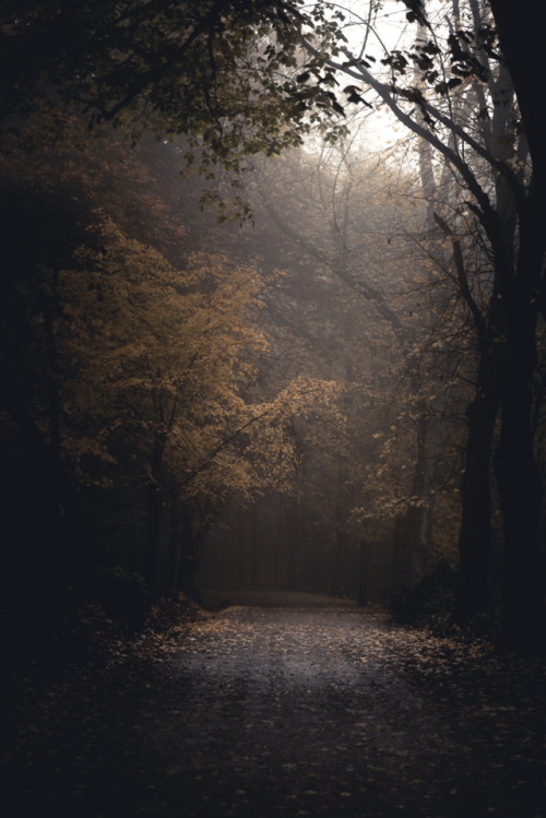 freddieardley: Hampstead Heath Print Collection A selection of fine woodland and rural scenes taken 