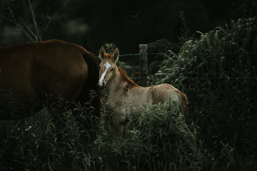 horsesarecreatures:Campolina foal, photo by Lyra White. 