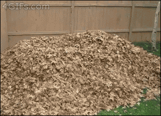 writerlyn:  And here’s a gif of a husky jumping in a pile of leaves.  Enjoy. 