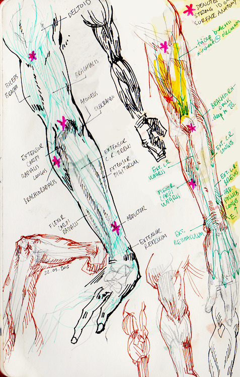 mallius:  some of my sketchbook notes/drawings from my physio/anatomy lectures!!