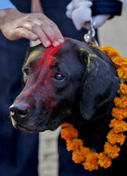 sixpenceee:The annual Tihar festival in Nepal has a day devoted solely to the celebration of man’s best friend, dogs. (Source)