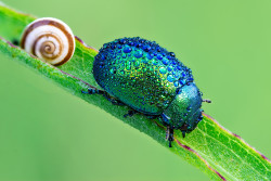 sixpenceee:  A scarab covered in morning
